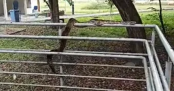 VÍDEO | Jiboia com cerca de dois metros aparece na Ufes em Vitória