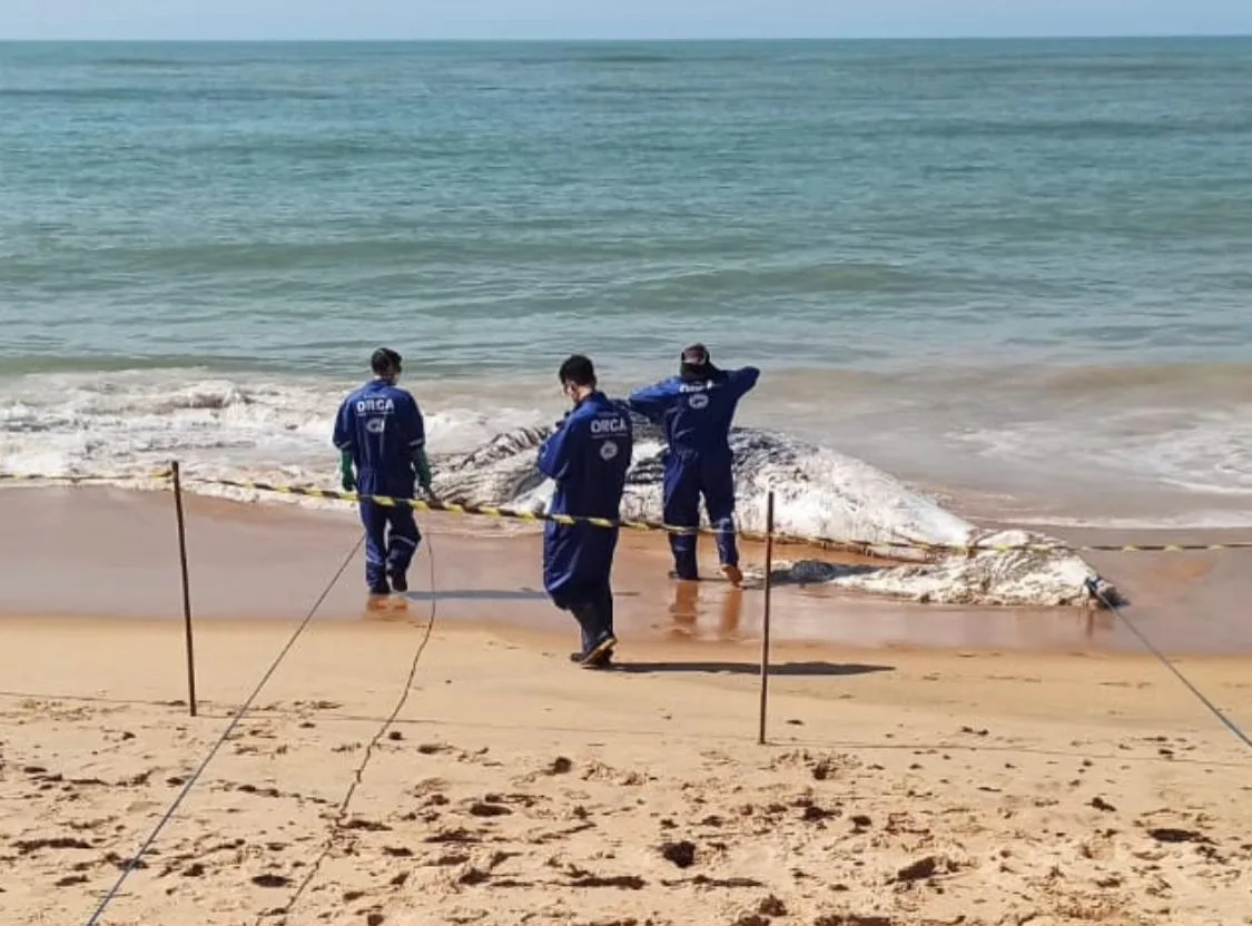 Baleia jubarte de 11 metros é encontrada morta em praia de Anchieta