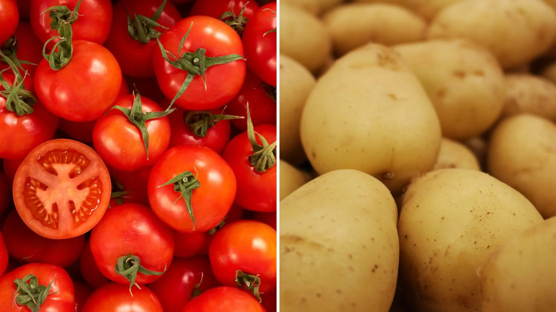 Câncer: futuro do tratamento pode estar no tomate e na batata; entenda