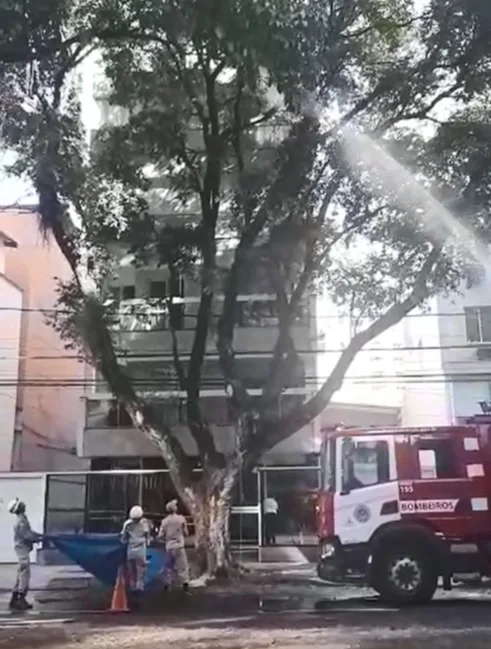 VÍDEO | Bombeiros montam operação de mais de 4h para resgatar gato preso em árvore