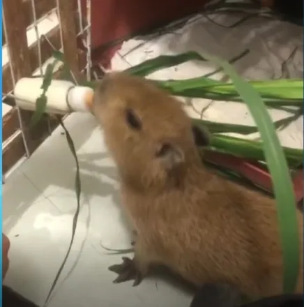 VÍDEO I Pura fofura: filhote de capivara resgatado em abril vai voltar para a natureza no ES