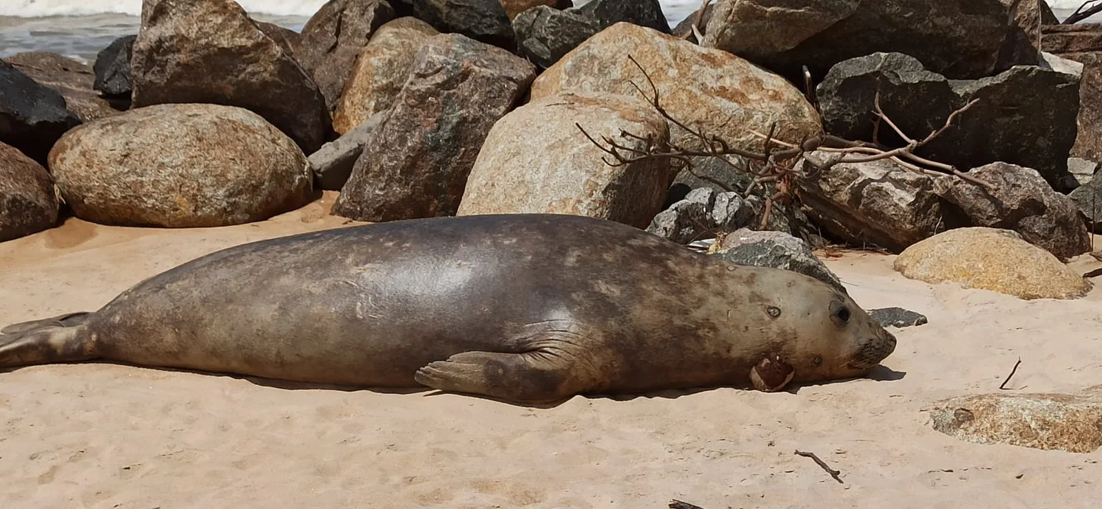 VÍDEO | Elefante-marinho encalha e chama a atenção em praia do ES