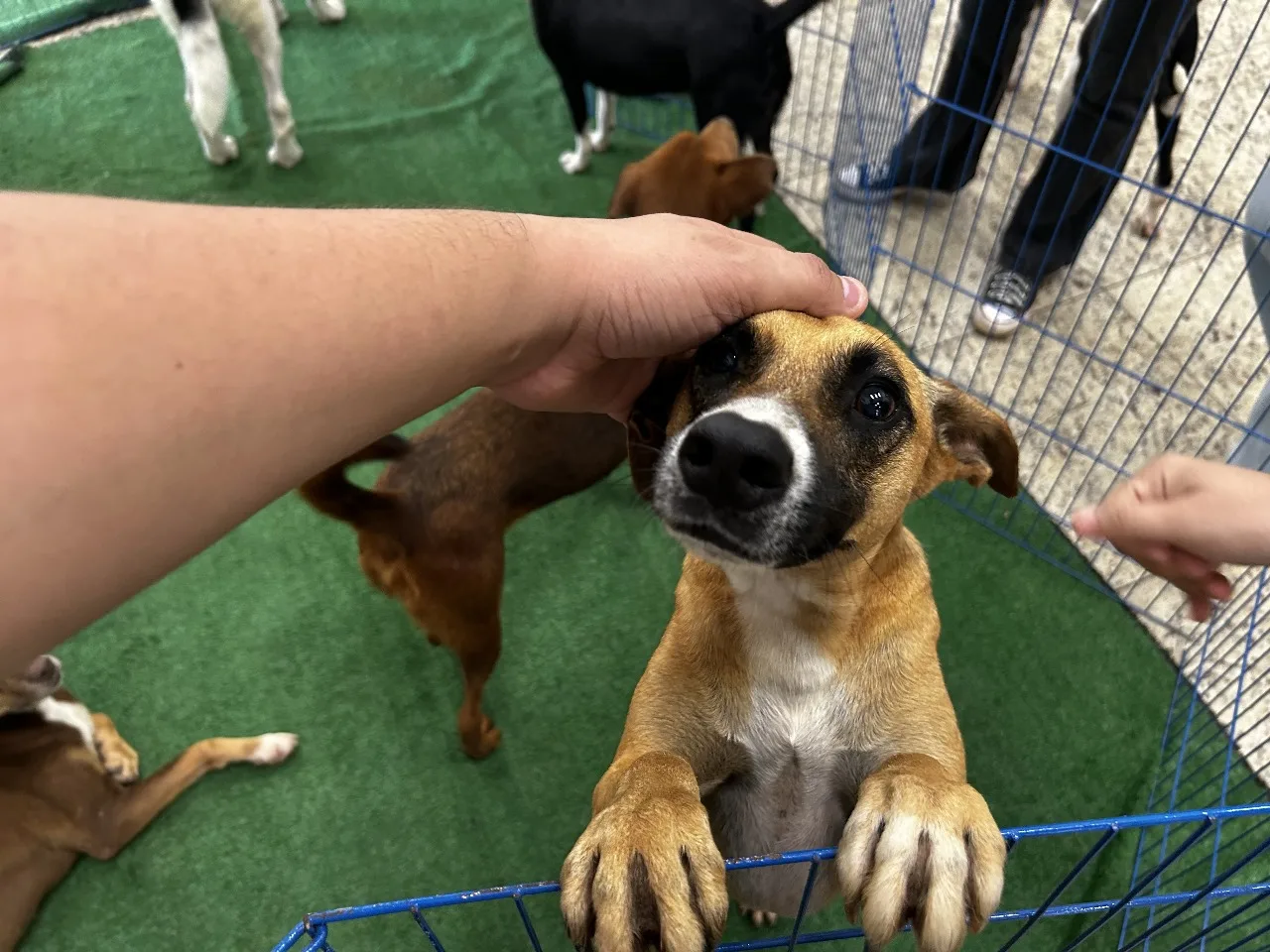 É o Bicho! realiza evento de adoção de cães e gatos na EcoFeira de Viana