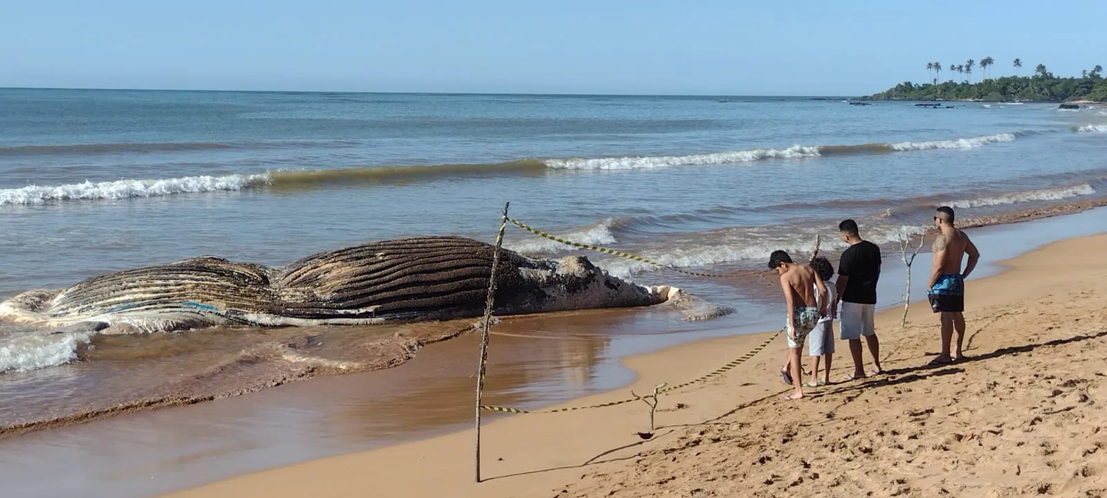 Baleia morre e encalha na Praia Formosa, em Aracruz