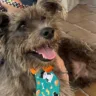 Evento de adoção de animais acontece em Cariacica e Vila Velha no sábado