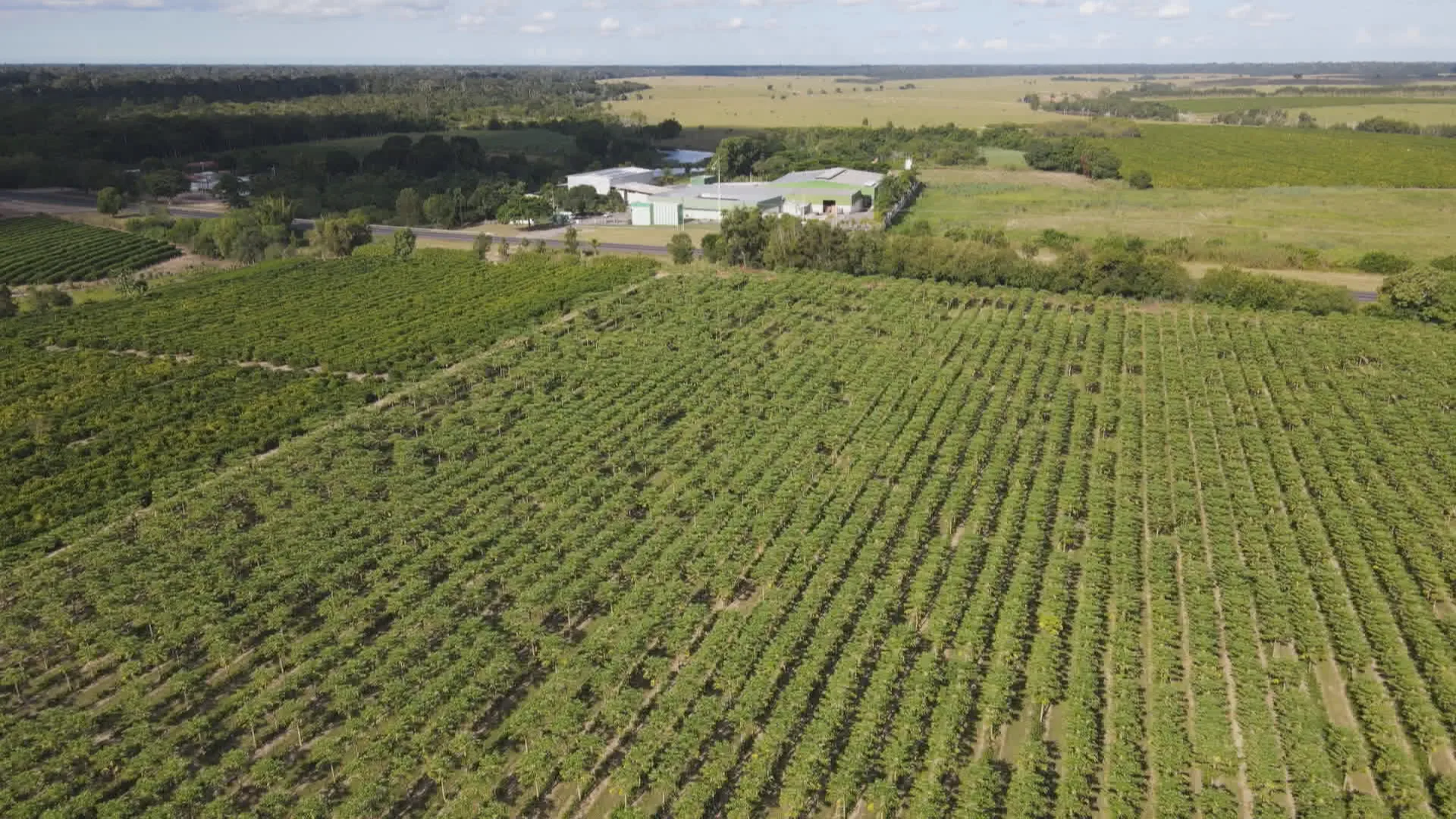 Destaque nacional na produção de cacau e mamão, Linhares diversifica a produção de frutas