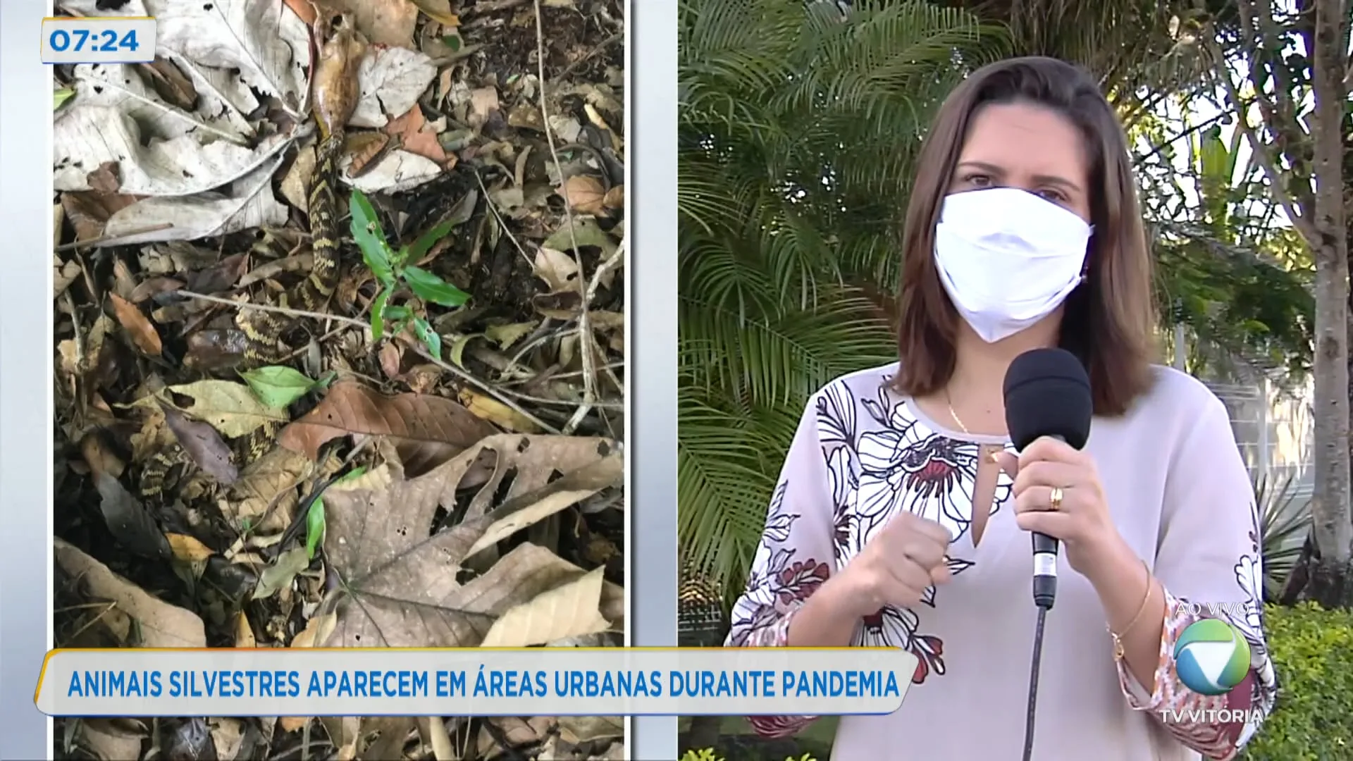 Serra registra aumento de 40% de resgate de animais silvestres