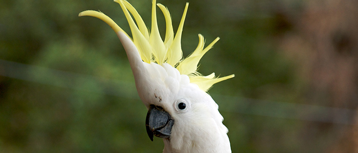 2. Cacatua