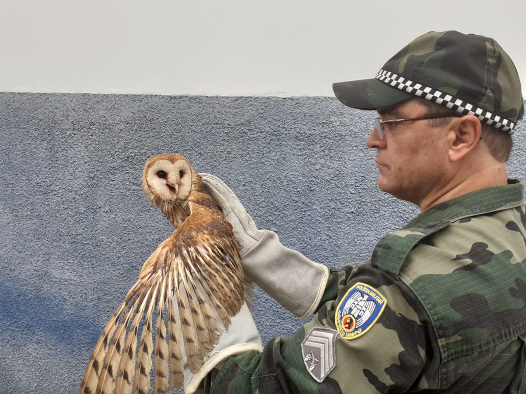 Coruja-das-torres é recolhida com ferimentos em Guaçuí