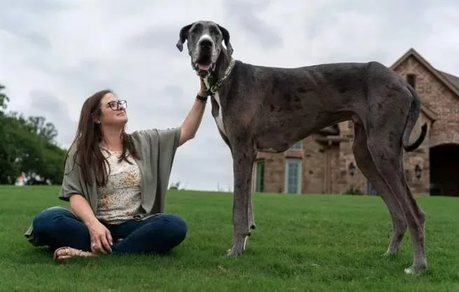 Cão mais alto do mundo morre seis dias após receber título do 'Guinness'