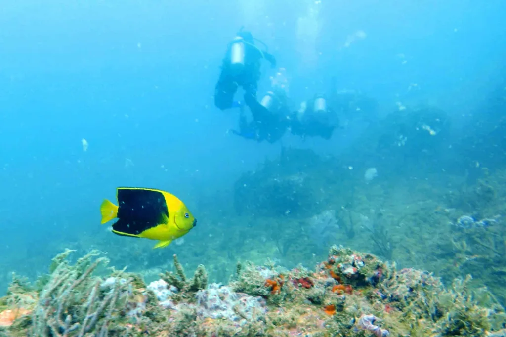 Mergulhadores explorando a vida marinha na Ilha Escalvada.