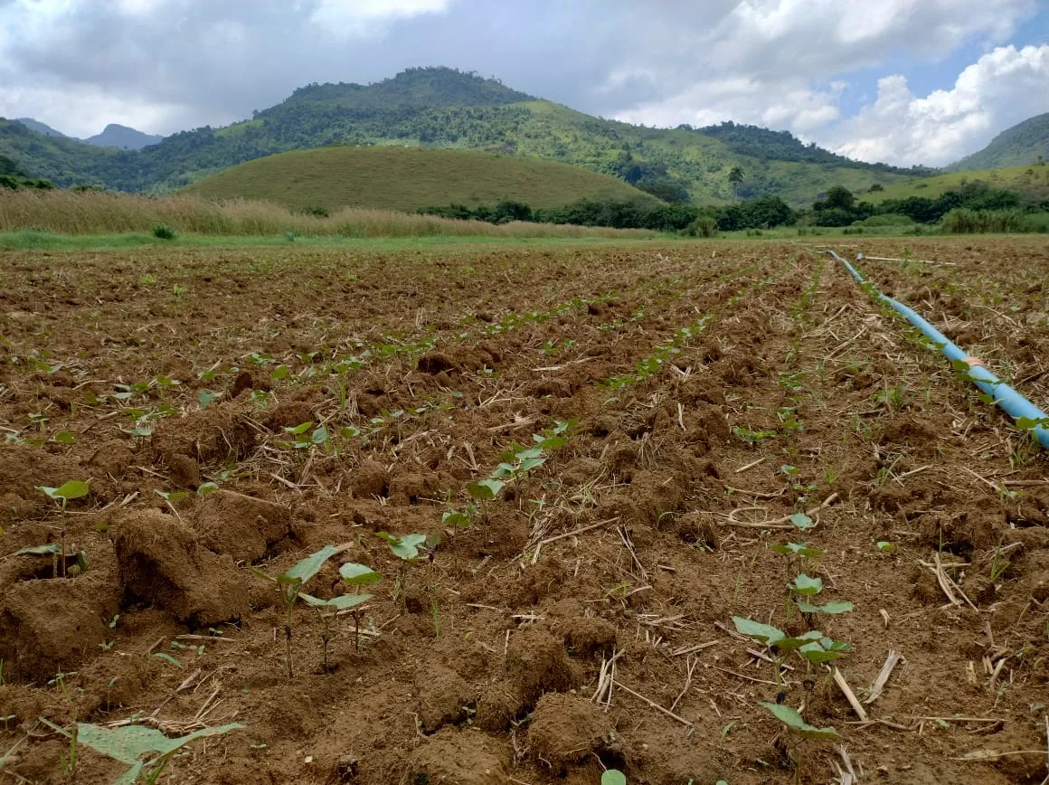 Feijão e milho: Incaper distribui sementes melhoradas e orienta agricultores