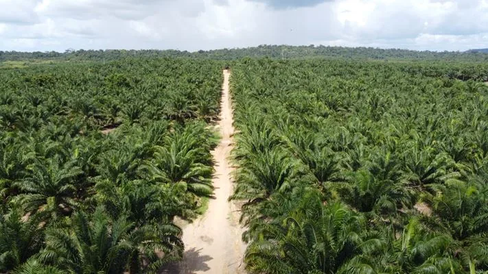 Grupo BBF plantará mais de 40 milhões de árvores até 2030