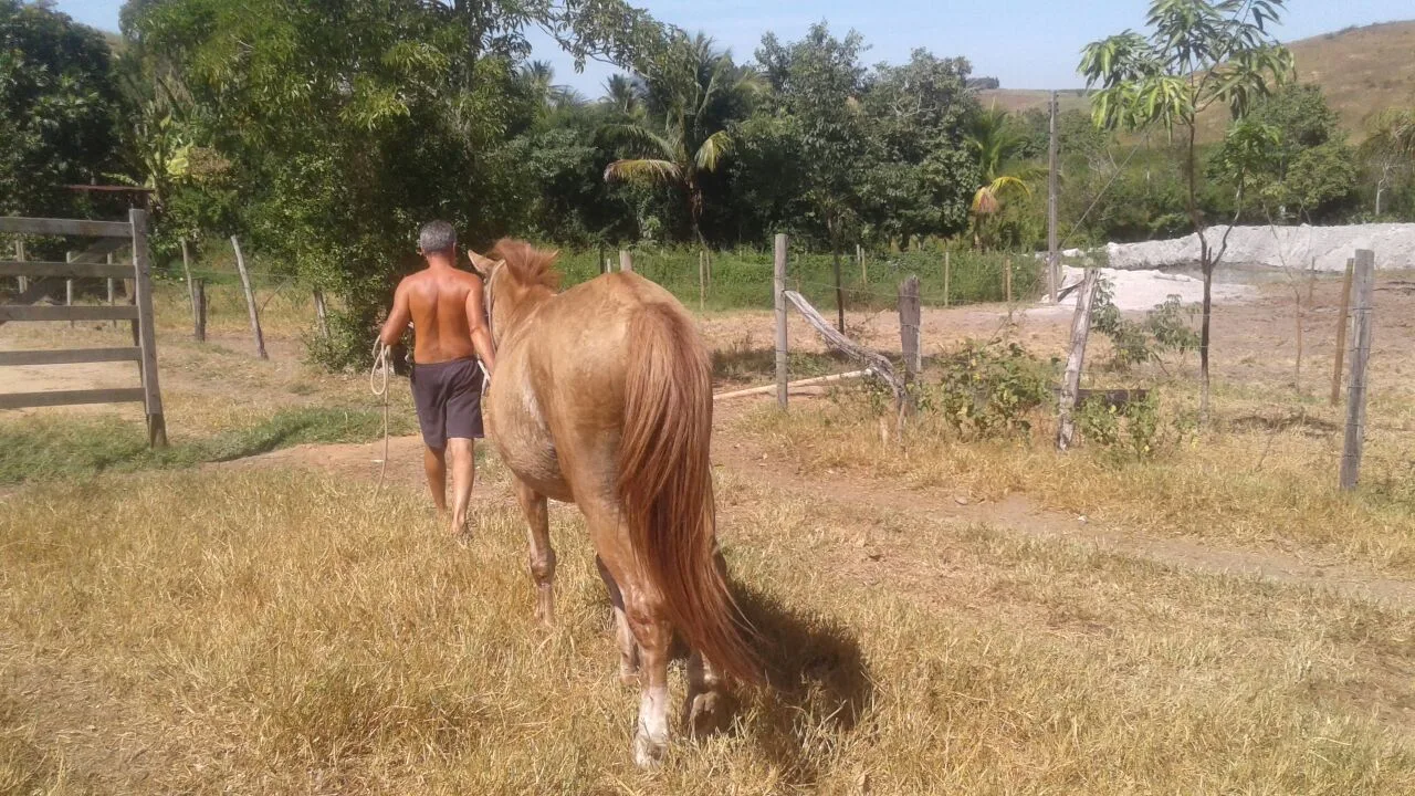 Multa e perda de posse para quem deixar animais abandonados em Itapemirim