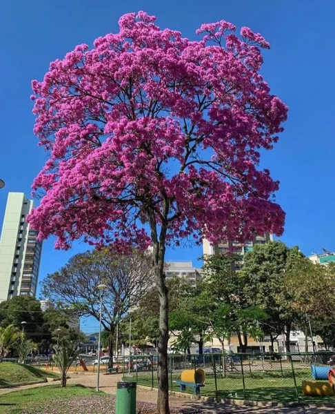 Ipê-rosa