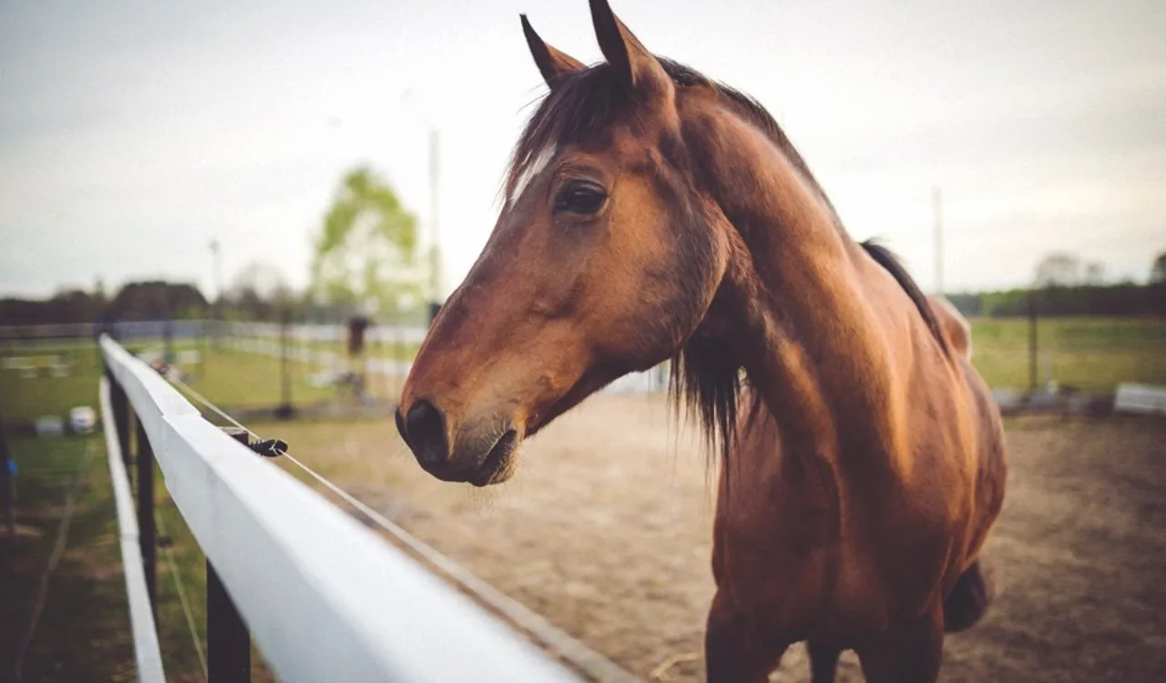 Encefalite Equina do Oeste? Idaf identifica doença de cavalo no ES