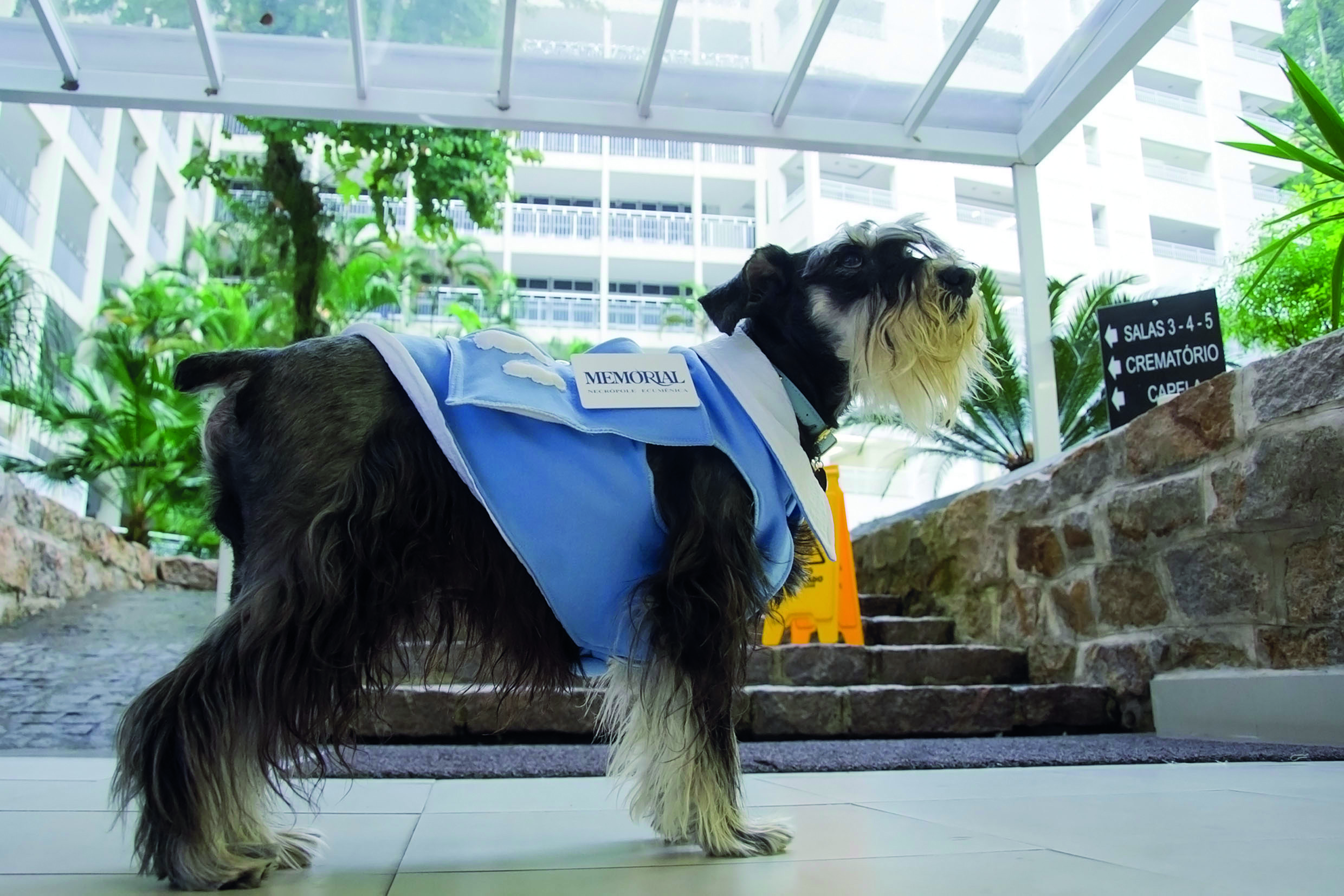 Cão Terapeuta traz conforto a amigos e familiares em velórios