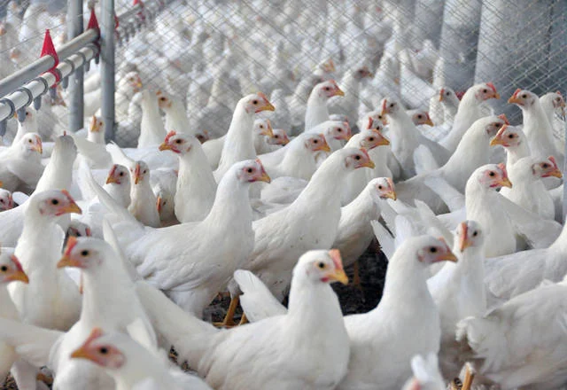 Agricultura confirma mais dois casos de gripe aviária em aves silvestres; total sobe para 137