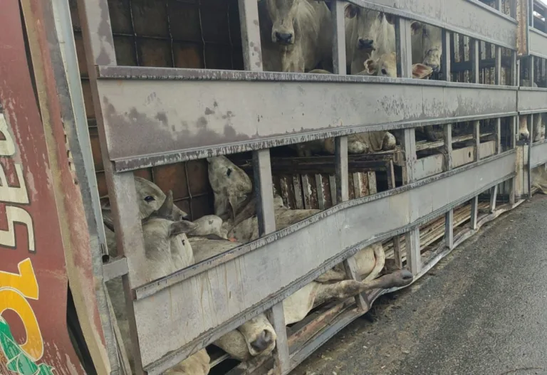 VÍDEO | Carreta carregada com bois tomba e ao menos 5 animais morrem na Serra