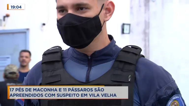 Mini lavoura de maconha é descoberta em Vila Velha