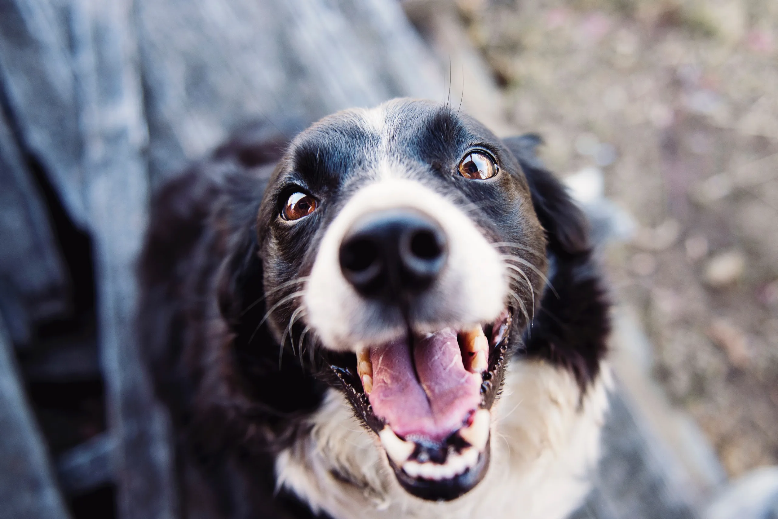 Zoomies: entenda "ataque de euforia" e os riscos para o seu pet