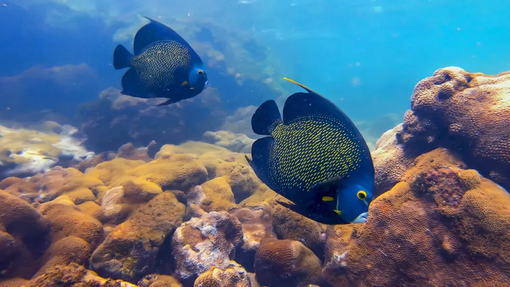 Casal de peixes-frade nadando em águas cristalinas no arquipélago das 3 Ilhas.