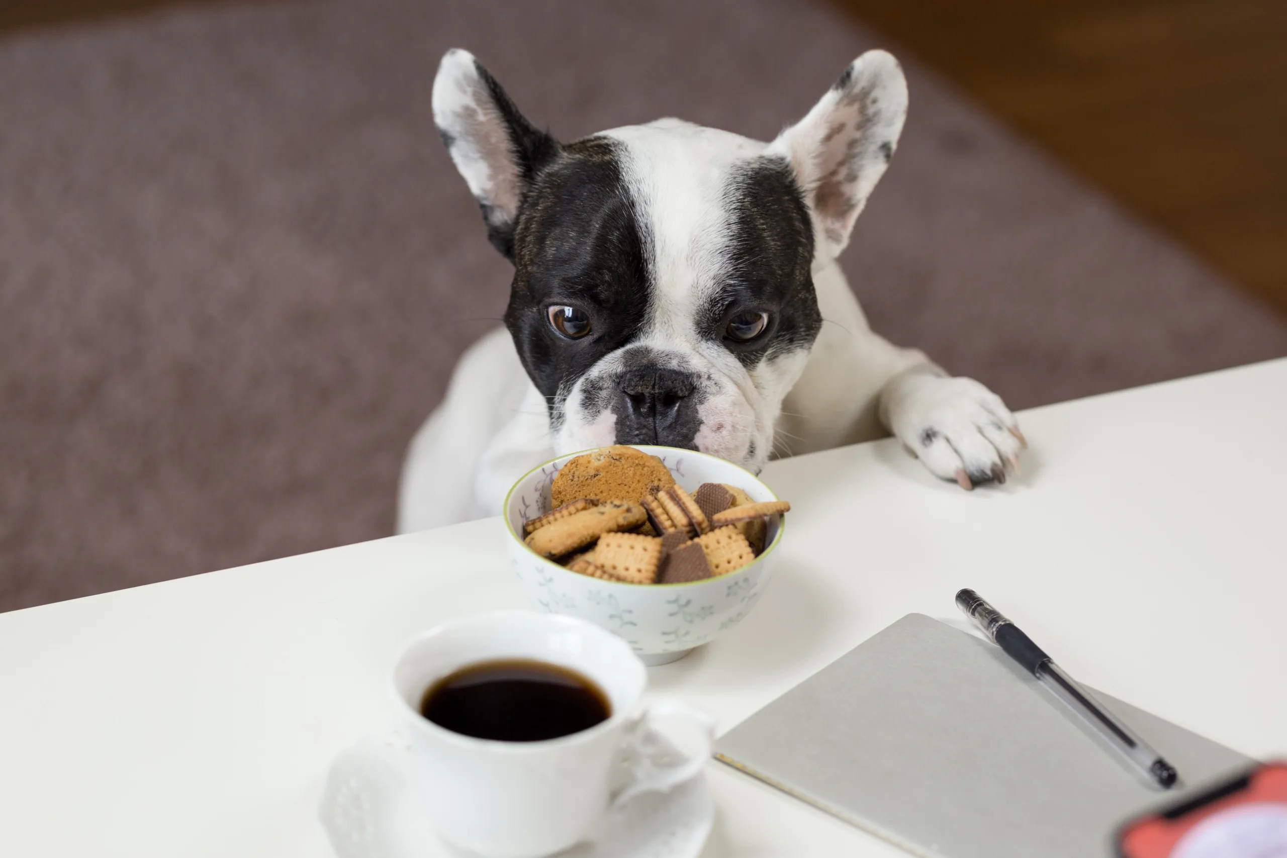 Conheça 7 alimentos que seu pet não pode comer de jeito nenhum