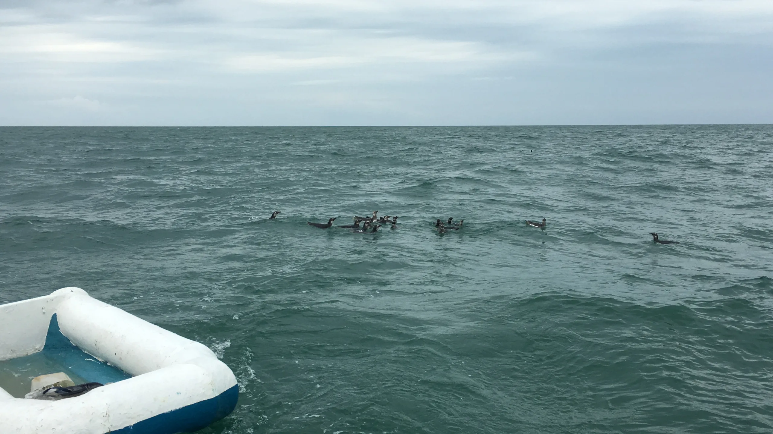 VÍDEO | Pinguins são soltos em alto-mar no litoral de Anchieta