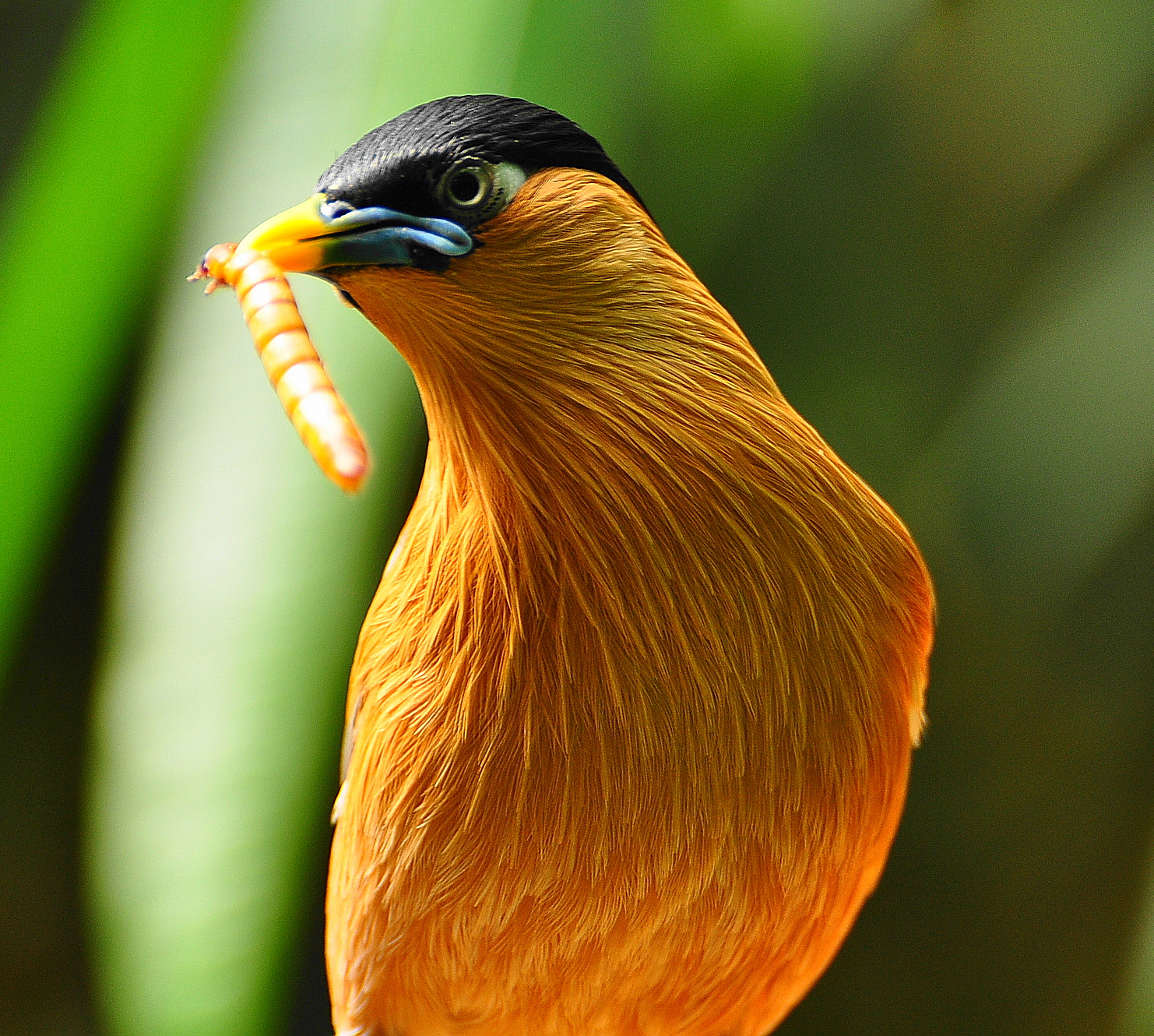 Alimentar animais exóticos com insetos é divertido e nutritivo