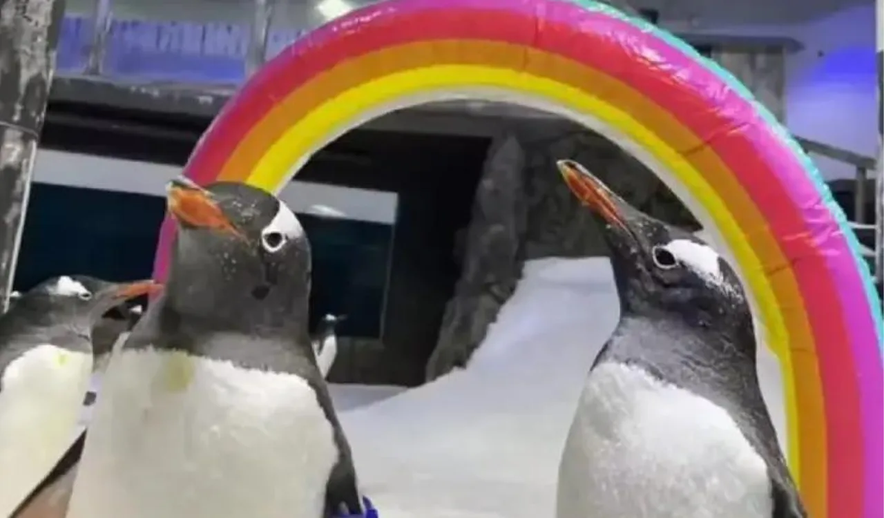 Pinguim famoso no mundo por "casamento gay" morre na Austrália