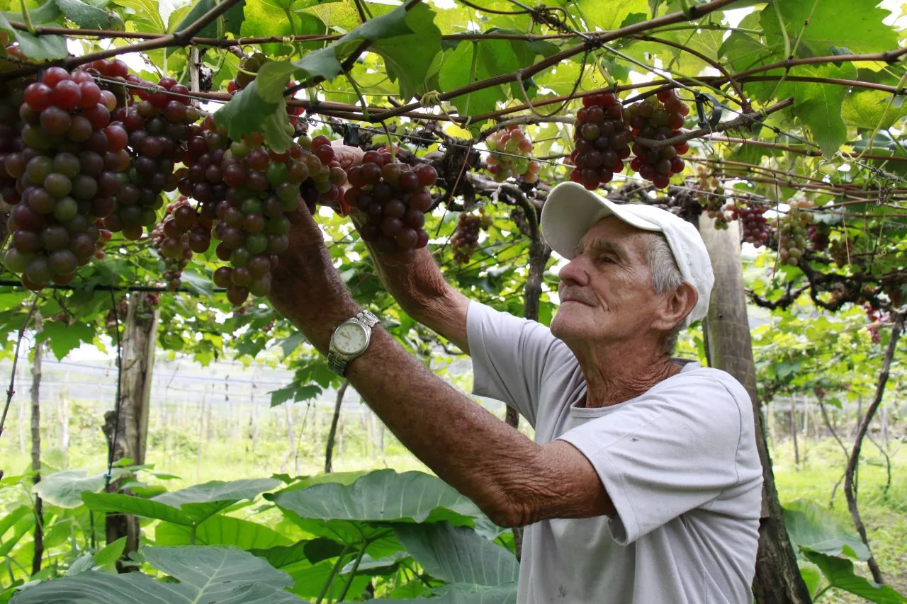 Propietário promove visitas a plantação de uvas em Alfredo Chaves