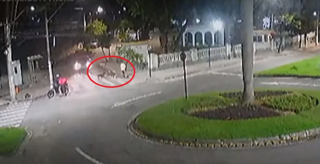 Pitbulls atacam cadela e dona fica desesperada em Vitória; veja vídeo