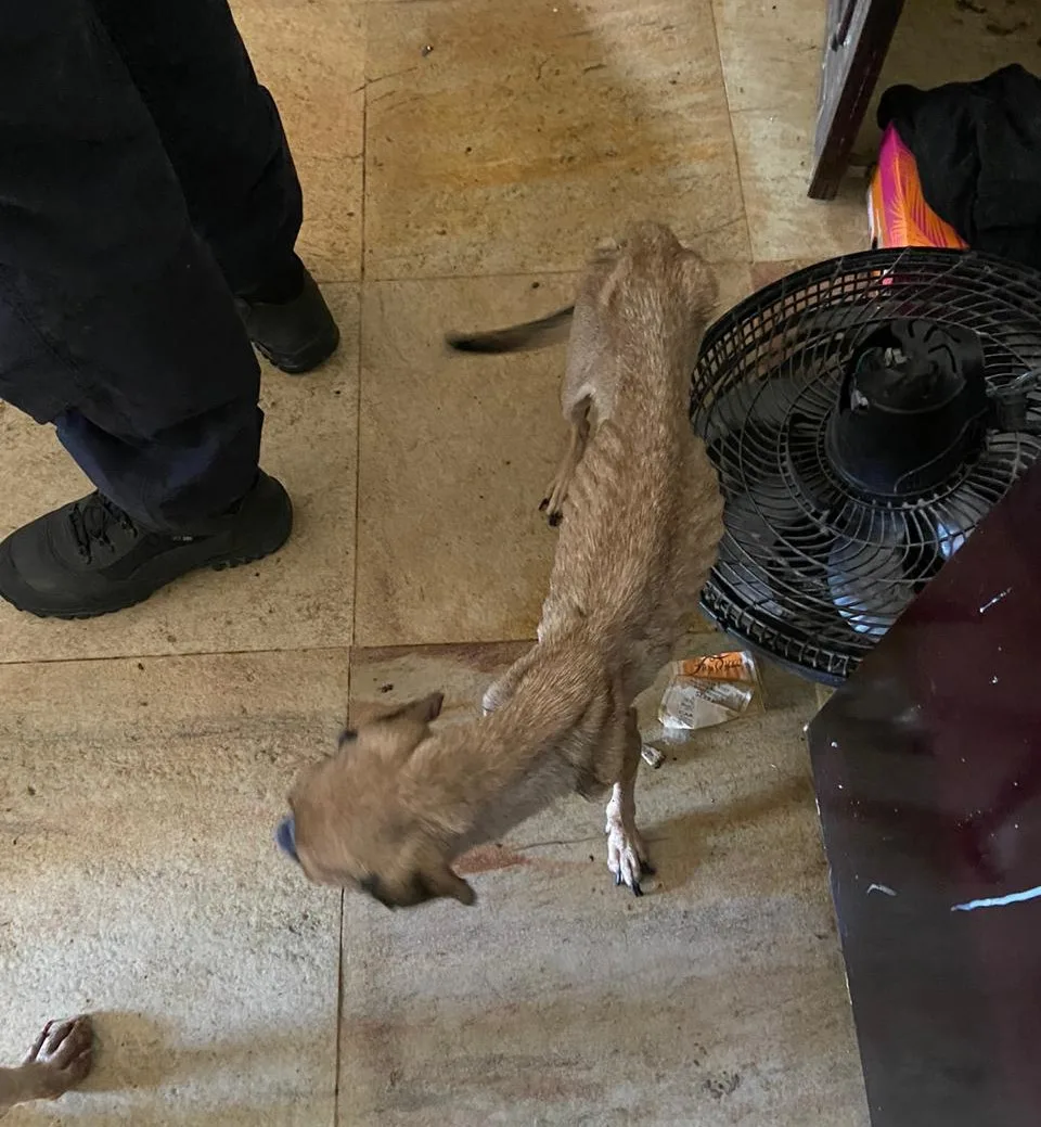 Animais são encontrados em situação de maus tratos em apartamento de Vila Velha