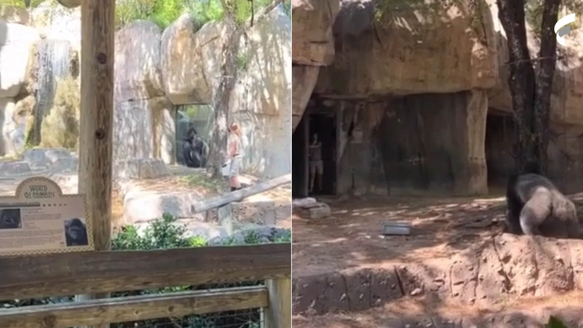 Gorila persegue e ataca tratadores em zoológico nos EUA; veja vídeo