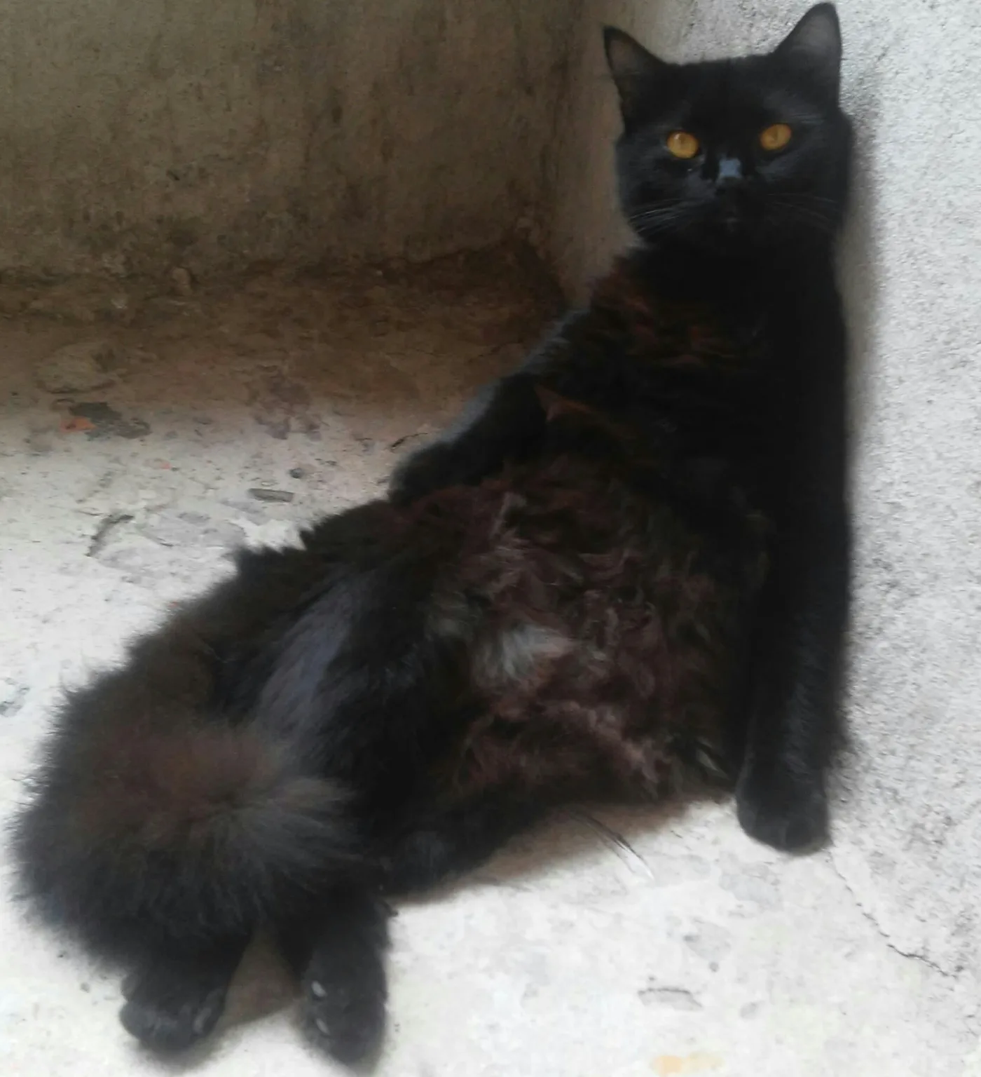 Internauta relata amor pelo gatinho ''algodão'' Internauta relata amor pelo gatinho ''algodão''