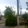 VÍDEO | Árvore cai e interdita parte da Avenida Norte-Sul, na Serra