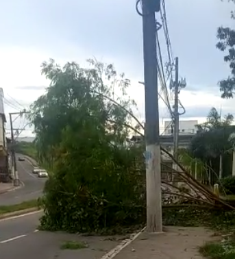 VÍDEO | Árvore cai e interdita parte da Avenida Norte-Sul, na Serra