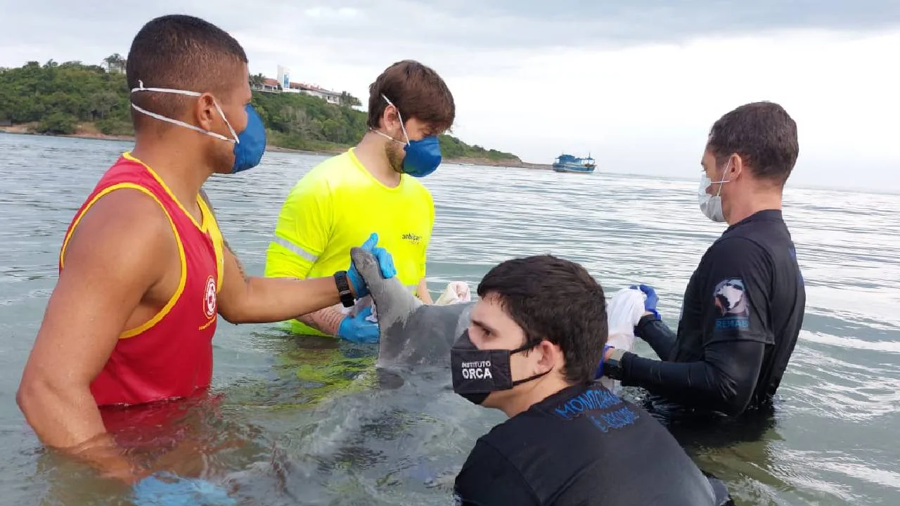 Em dois meses, 16 golfinhos são encontrados mortos no litoral capixaba