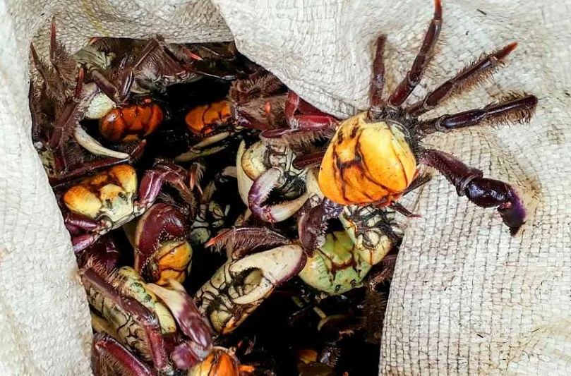 Caça e venda de caranguejo estão proibidas nesta semana no ES