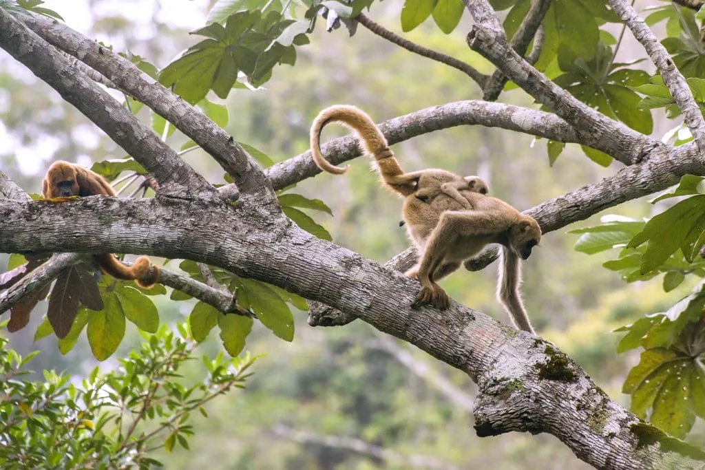 Muriqui-do-norte com filhote nas costas passando por uma embaúba enquanto um bugio observa.