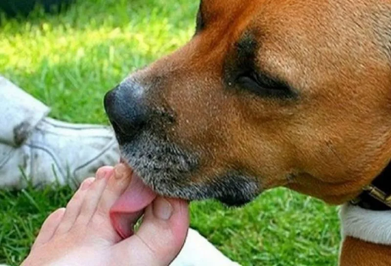 Nove cães morrem por suspeita de intoxicação após comer petisco, diz polícia