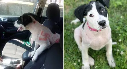 Cachorrinha pintada com suástica nazista e palavrões é resgatada