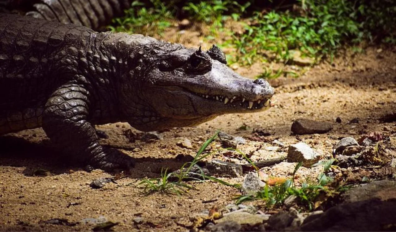 Crocodilos invadem cidades após inundações causadas por fortes chuvas