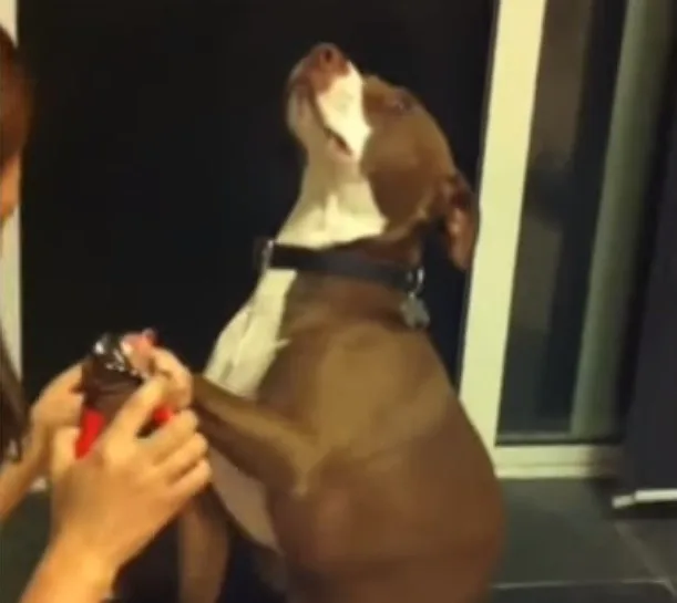 VÍDEO | Cachorro finge desmaio para não cortar as unhas e imagens viralizam na web