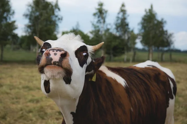 Mulher suspeita de comer carne de vaca sofre estupro coletivo