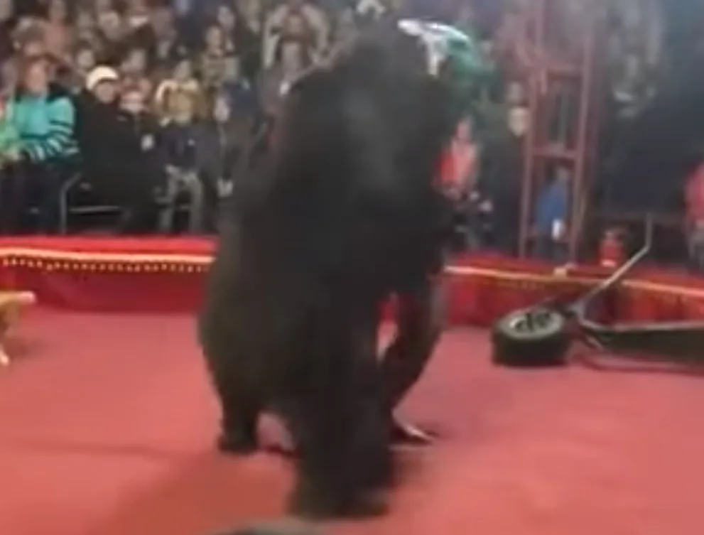 Homem é atacado por urso durante apresentação em circo