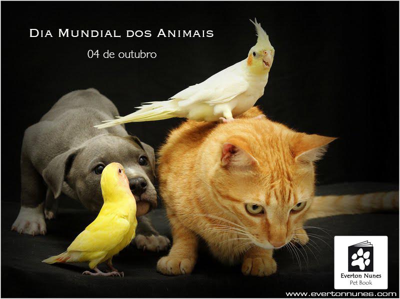 No Dia Mundial dos Animais veja fotos dos bichinhos que fazem a alegria dos leitores do Folha Vitória!