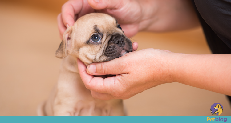 O perigo da epidemia dos cães em miniatura