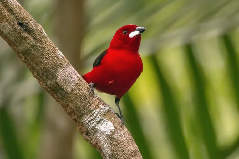 O Instituto Últimos Refúgios é uma instituição sem fins lucrativos, que visa à sensibilização ambiental através de imagens. "As pessoas só protegem o que sabem que existe!"