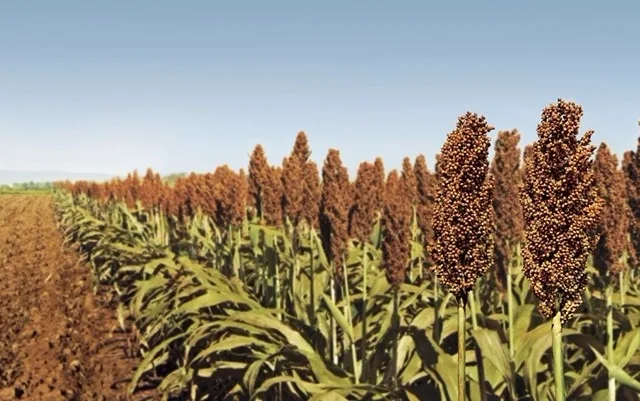 Sorgo se torna cereal altamente nutritivo e indicado para humanos